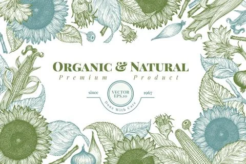 Sunflower and corn frame template. Sunflower banner design. Vector hand drawn Illustrazione stock