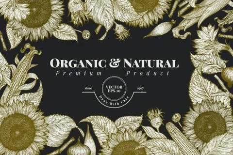 Sunflower and corn frame template. Sunflower banner design. Vector hand drawn Stock Illustration