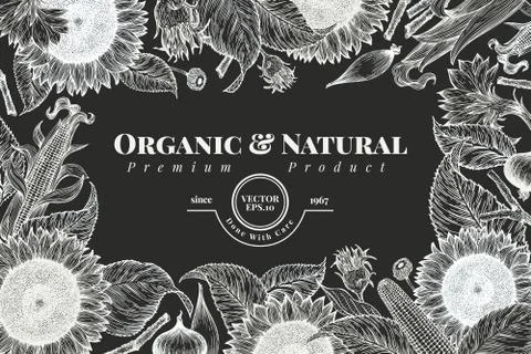Sunflower and corn frame template. Sunflower banner design. Vector hand drawn Stock Illustration