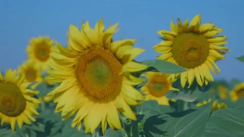 Sunflower and insects Видео 166857999