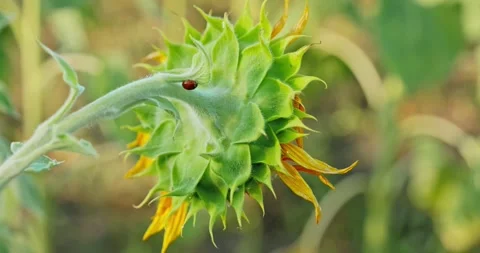Sunflower and Ladybug Close-Up 1 Stock Footage 314392375
