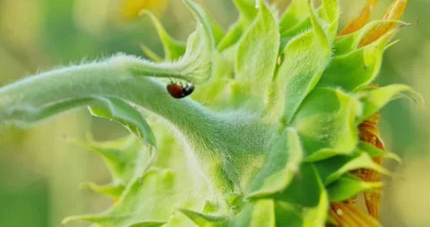 Sunflower and Ladybug Close-Up 2 Stock Footage 314392388