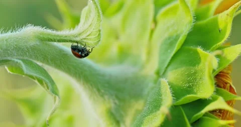 Sunflower and Ladybug Close-Up 3 Stock Footage 314392424