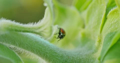 Sunflower and Ladybug Close-Up 5 Stock Footage 314392486
