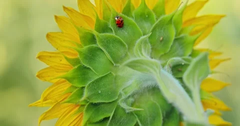 Sunflower and Ladybug Close-Up 7 Stock Footage 314392516