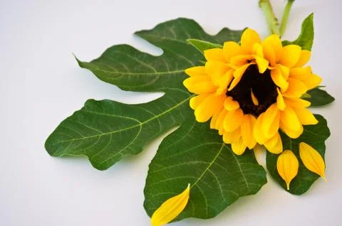 SUnflower and leaf Foto stock