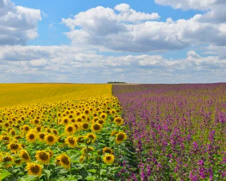 Sunflower and Mallow Field, Arnstein, Main-Spessart, Franconia, Bavaria, Germany Stock Photos