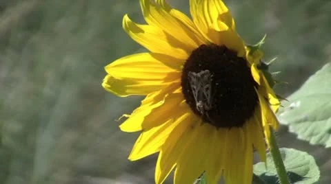 Sunflower and Moth Stock Footage 9253811