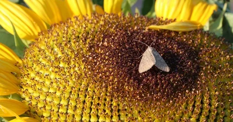 Sunflower And Moth Stock Footage 96699634