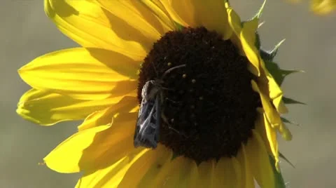 Sunflower and Moth version 2 Video stock 9254000
