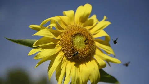 Sunflower and Native Florida Pollinators Stock Footage 163369586