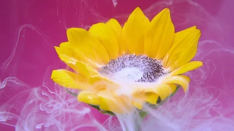 Sunflower and pink ink cloud infusion into water Stock Footage 89450313