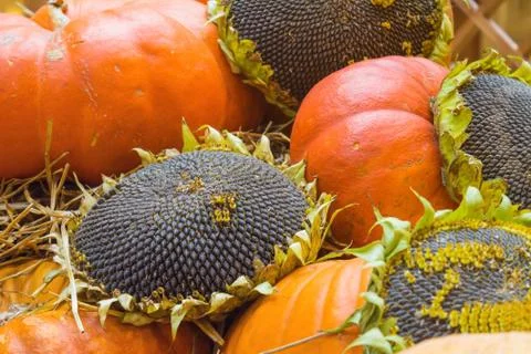 Sunflower and pumpkin Stock Photos