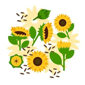 Sunflower and seeds elements abstract vector design background Illustrazione stock