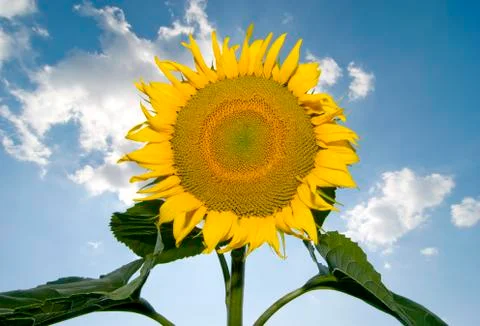 Sunflower and sky Фото