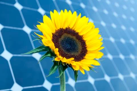 Sunflower and solar panels Stock Photos