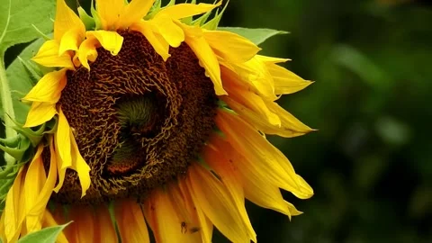 Sunflower and Stingless Bee Vídeos de archivo 220906111