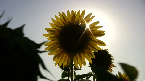 Sunflower and sun Stock-Footage 150503