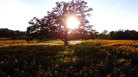 Sunflower and tree of life Stock Footage