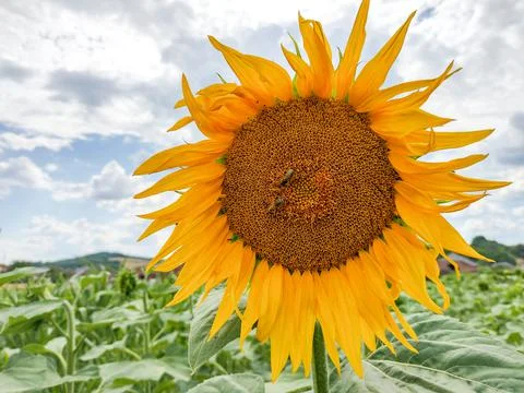 Sunflower and two bees on it - in Romania 스톡 사진