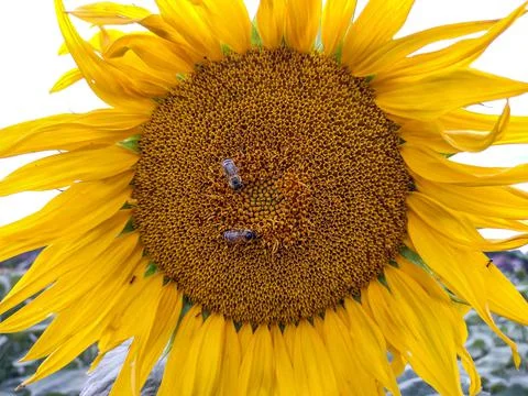 Sunflower and two bees on it - in Romania Photos