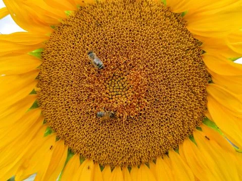 Sunflower and two bees on it - in Romania Stock Photos