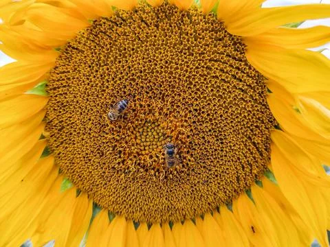 Sunflower and two bees on it - in Romania 写真素材