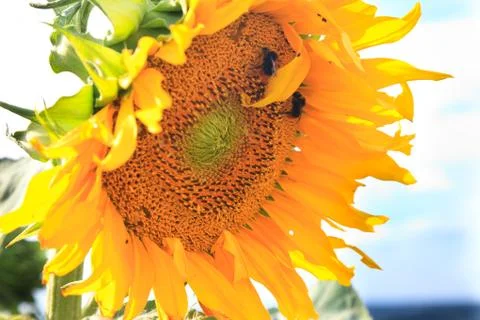 Sunflower and two bees Stock Photos