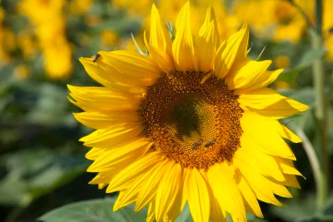Sunflower and two bees Stock Photos