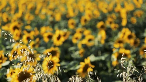 Sunflower and weeds 動画素材 96041007