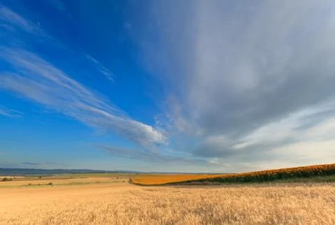 Sunflower and wheat 写真素材