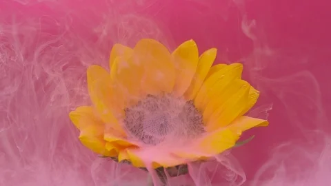 Sunflower and white flow of ink cloud in water on purple background Stock Footage 89449990