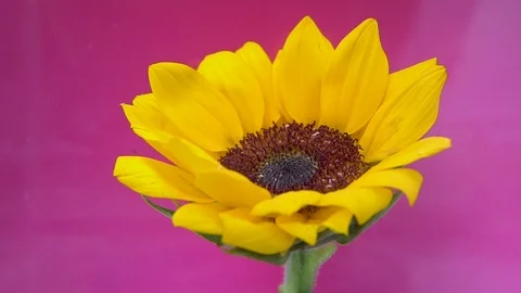 Sunflower and white ink cloud infusion into water on purple background Stock Footage 89450194