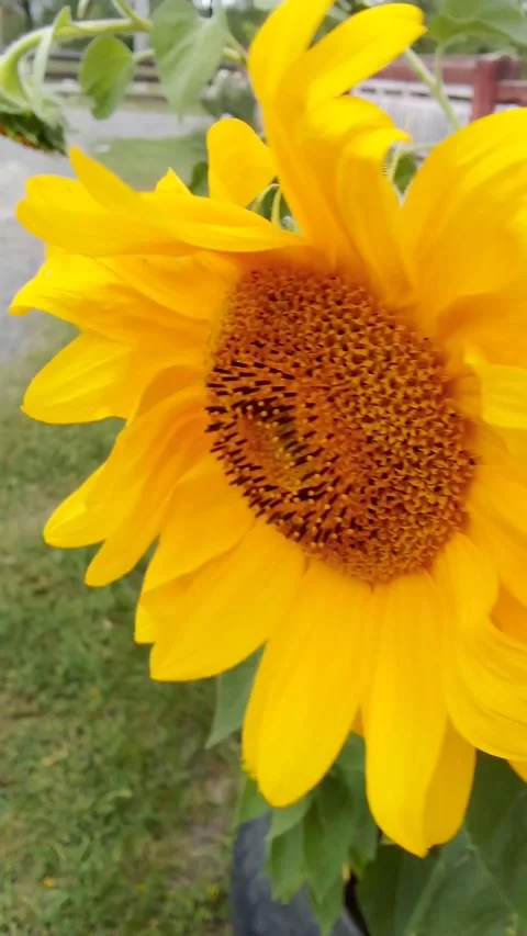 Sunflower and wind Video stock 263059423