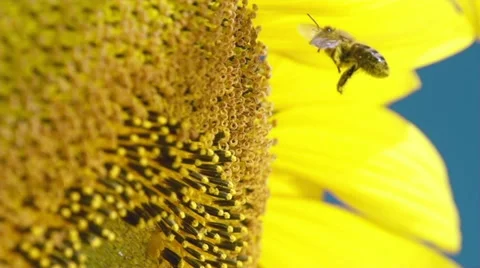 Sunflower and working bee slow motion, blue sky and sunny weather Vidéo 27539988