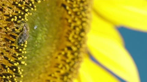 Sunflower and working bee slow motion, blue sky and sunny weather Video stock 27540168