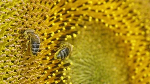 Sunflower and working bee slow motion, blue sky and sunny weather Stockbeeldmateriaal 27540174
