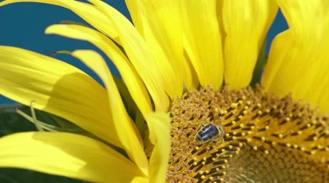 Sunflower and working bee slow motion, blue sky and sunny weather Video stock 27540295
