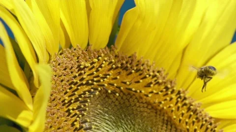 Sunflower and working bee slow motion, blue sky and sunny weather 스톡 동영상 27540340