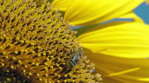 Sunflower and working bee slow motion, blue sky and sunny weather 스톡 동영상 27572696