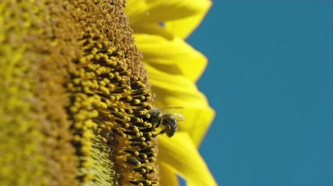 Sunflower and working bee slow motion, blue sky and sunny weather 스톡 동영상 27572725