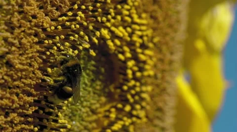 Sunflower and working bee slow motion, blue sky and sunny weather Vídeo Stock 27572797