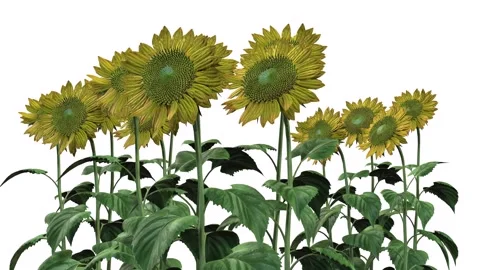 SUNFLOWER ANIMATED Stock Footage 274392097