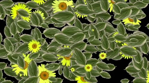 Sunflower animation for background Stock Footage 55790715