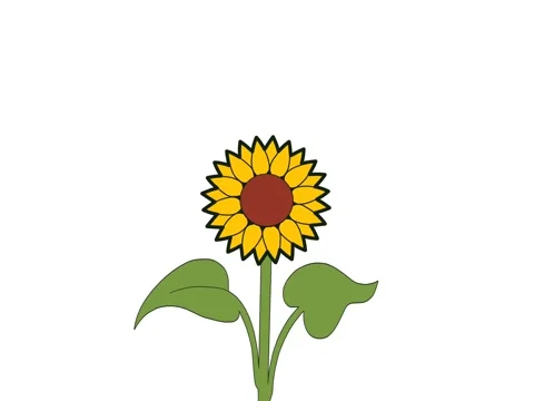 Sunflower animation Stock Footage 332213155