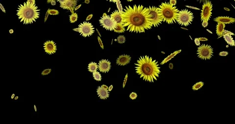 Sunflower are flying on black background Stock Footage 267378615