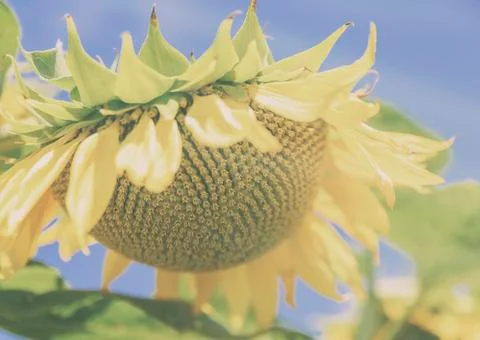 Sunflower in august Foto stock