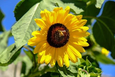 Sunflower in the August sun with bee pollinating Stock Photos