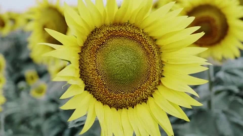 Sunflower in the autumn field Stock Footage 165495019