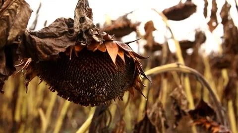 Sunflower in Autumn Stock Footage 8677296
